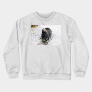 Wet Black Bear Shaking off water Crewneck Sweatshirt